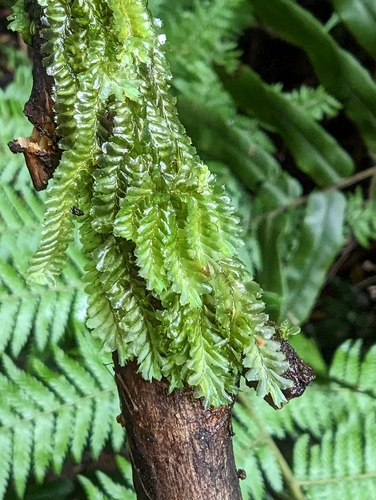 Saccogynidium decurvum