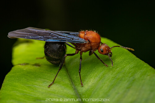 Myrmicaria carinataMyrmicaria carinata
