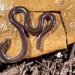 鉤盲蛇 - Photo 由 Hanyang Ye 所上傳的 (c) Hanyang Ye，保留所有權利