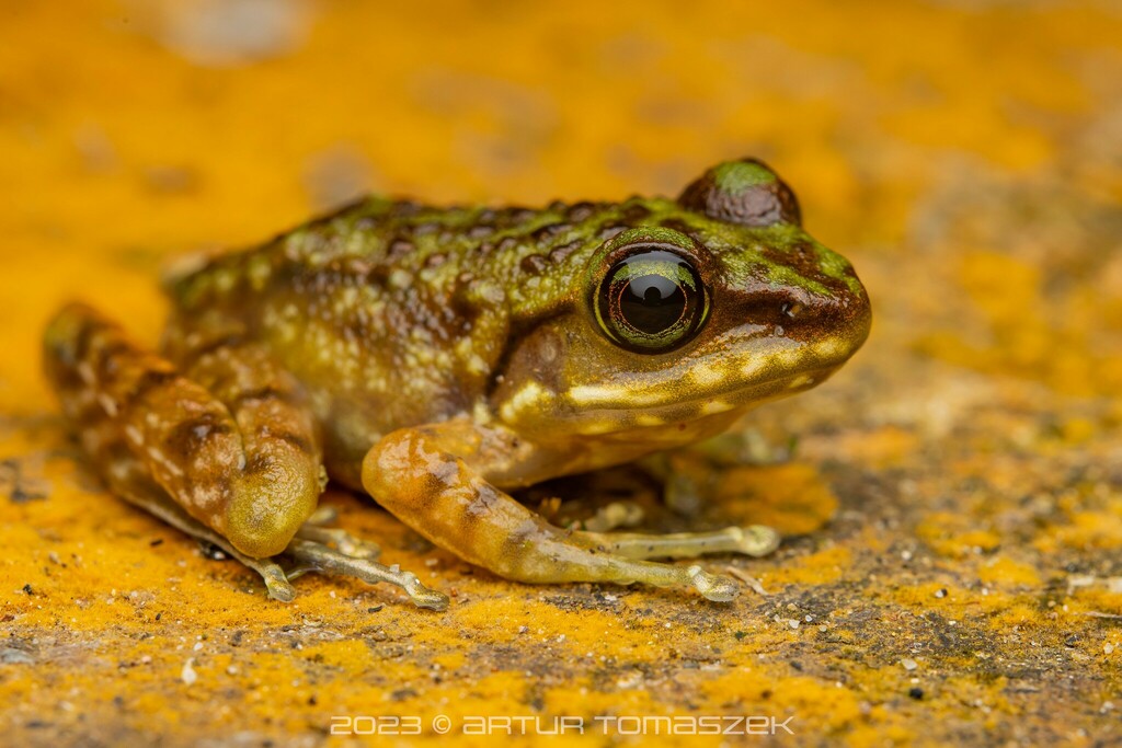 Kiau Borneo Frog