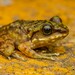 Kiau Borneo Frog - Photo (c) Artur Tomaszek, all rights reserved, uploaded by Artur Tomaszek