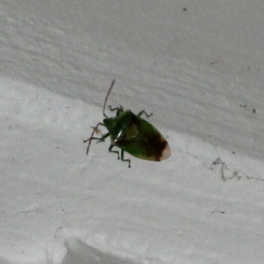 Red-cross Shield Bug from Silverdale on February 6, 2023 at 03:17 PM by ...