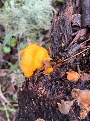 iNaturalist observation photo of golden ear