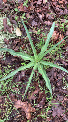 iNaturalist observation photo of wavy-leafed soap plant