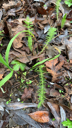 iNaturalist observation photo of common yarrow
