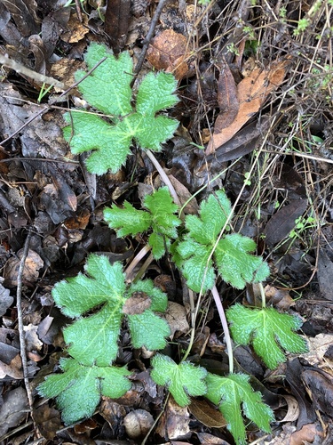 iNaturalist observation photo of Pacific Sanicle