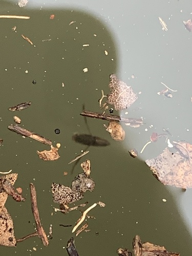iNaturalist observation photo of Water Bugs
