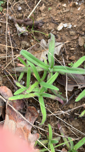 iNaturalist observation photo of woodland madia