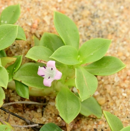 Hydrophylax maritima