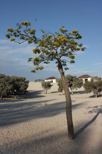 Delonix floribunda