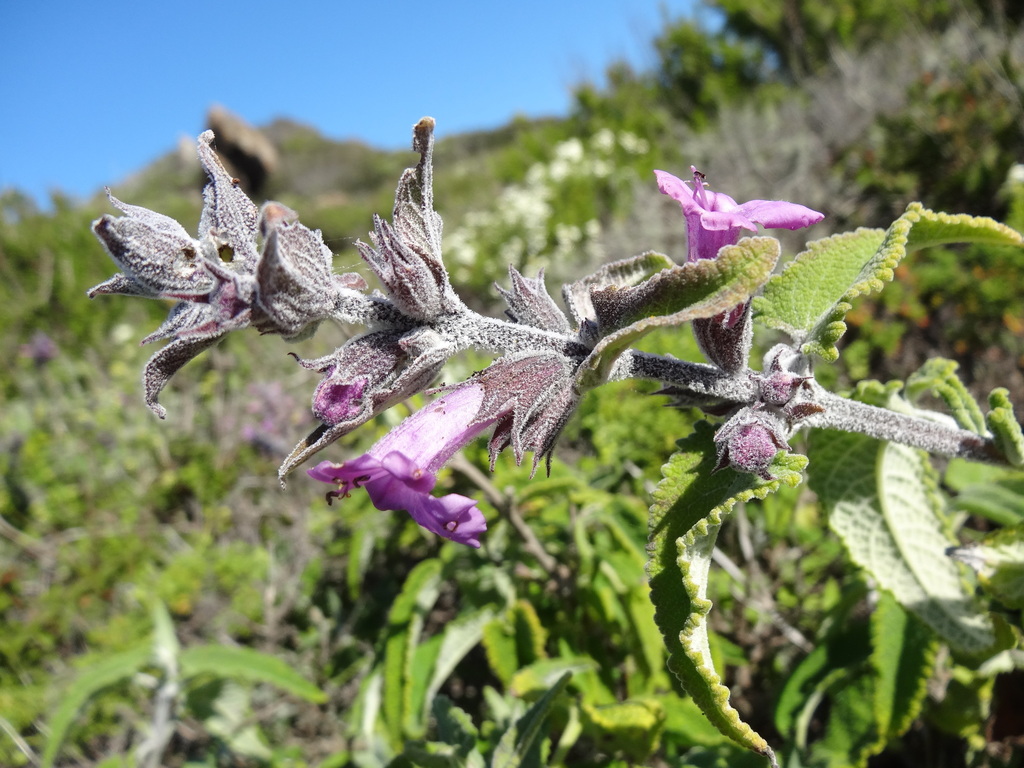 Salvia blanca