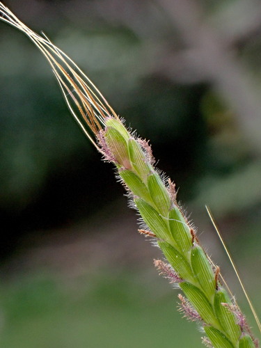 Dichanthium aristatum (Poir.) C.E.Hubb.