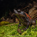 Kinabalu Horned Frog - Photo (c) Artur Tomaszek, all rights reserved, uploaded by Artur Tomaszek