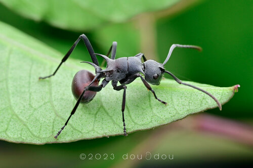 Polyrhachis thompsoni · iNaturalist