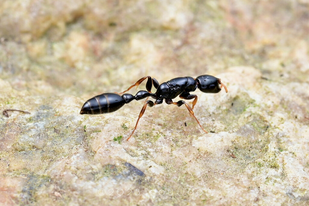 Allaborans-group Slender Ants from 中国海南省昌江黎族自治县保梅岭 on January 14, 2023 ...