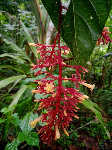 Palicourea longipedunculata · iNaturalist Australia