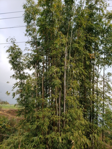 Bambusa nepalensis
