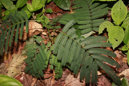 Acacia tonkinensis