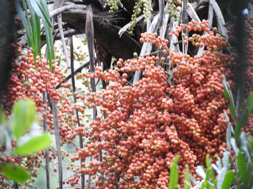 Ravenea madagascariensis