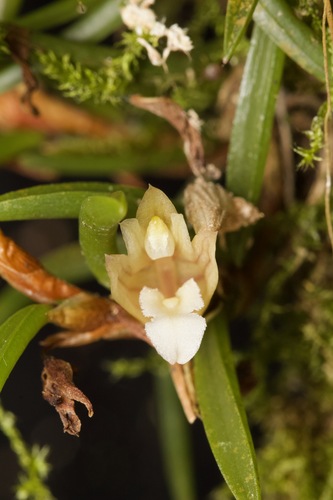 Uncata Orchid
