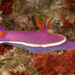 Hypselodoris variobranchia - Photo (c) Terry Gosliner, all rights reserved, uploaded by Terry Gosliner