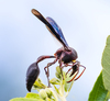 Black Mud Wasp - Photo (c) jd101, all rights reserved, uploaded by jd101