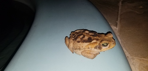 Cururu Toad