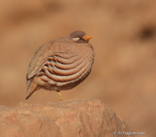 Sand Partridge