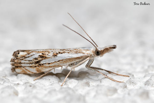 Catoptria falsella