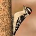 Downy Woodpecker - Photo (c) César Andrés Castillo, all rights reserved, uploaded by César Andrés Castillo