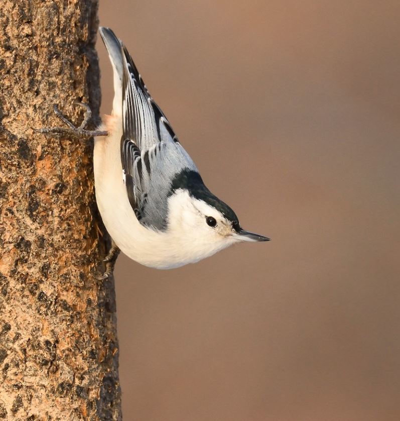 White-breasted Nuthatch (Sitta carolinensis) photo