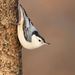 White-breasted Nuthatch - Photo (c) César Andrés Castillo, all rights reserved