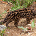 Leopardus tigrinus - Photo (c) wingnut, כל הזכויות שמורות, הועלה על ידי wingnut