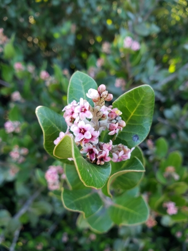 iNaturalist observation photo of lemonade berry