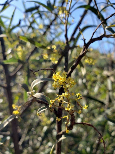 iNaturalist observation photo of african sumac