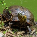 Black-bellied Slider - Photo (c) Lucy Belinello, all rights reserved, uploaded by Lucy Belinello