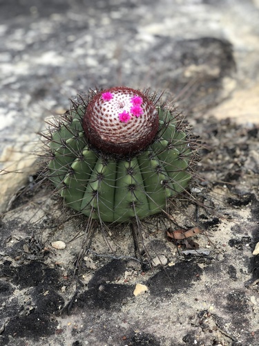 Melocactus oreas  iNaturalist