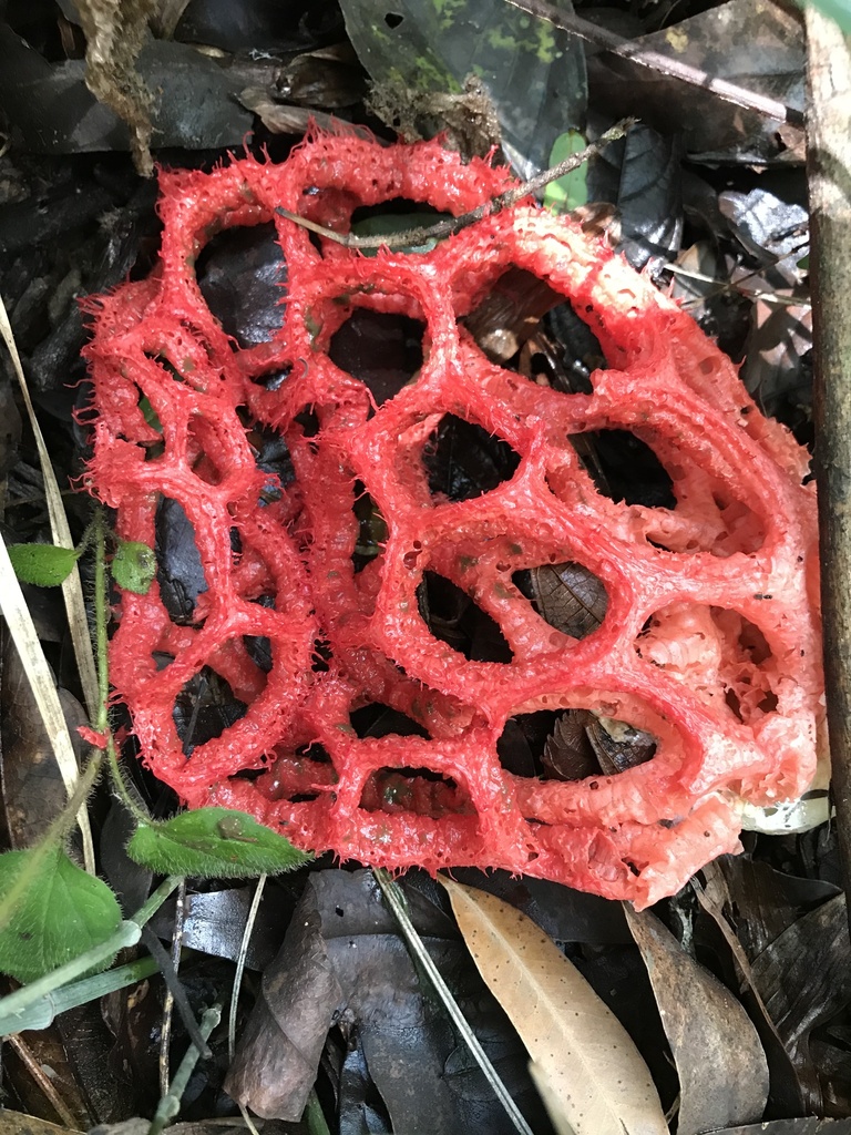 Clotirus Clathrus cristatus from Itabirito, MG, BR on December 14, 2019 at 10:50 ...