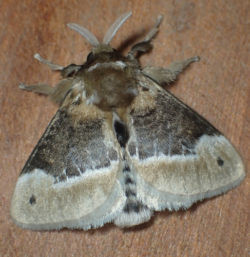 Podila Insect Podalia proiecta · iNaturalist
