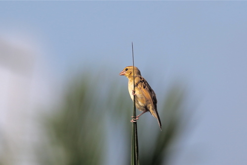 Yellow-mantled Widowbird