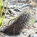 Glandulicactus uncinatus wrightii - Photo (c) Carlos Enrique carrera Treviño, όλα τα δικαιώματα διατηρούνται, uploaded by Carlos Enrique carrera Treviño