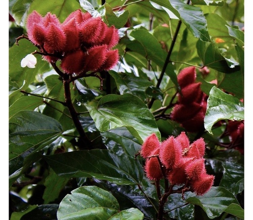 Lipsticktree