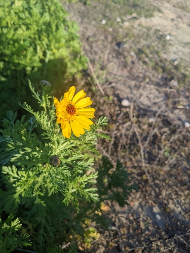iNaturalist observation photo of Garland Daisy