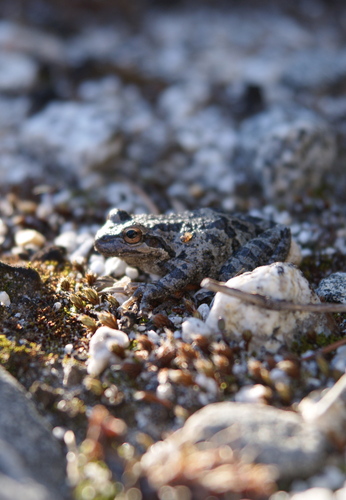 iNaturalist observation photo of Pacific chorus frog
