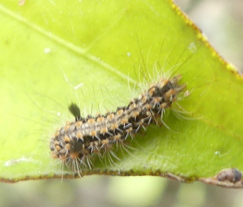 Asura cervicalis