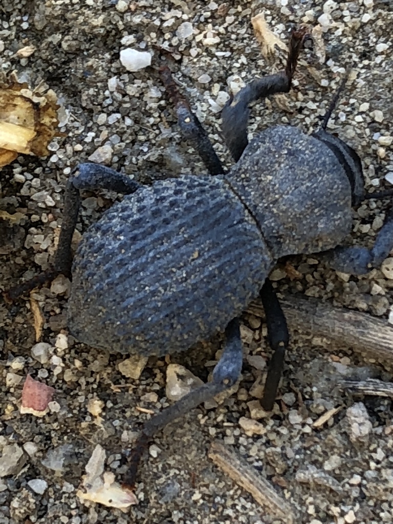 Desert Ironclad Beetle (Asbolus verrucosus) · iNaturalist