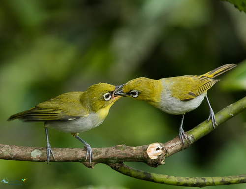 Indian White-eye