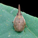 Choutagus longicephalus - Photo (c) 豆豆, todos os direitos reservados, uploaded by 豆豆