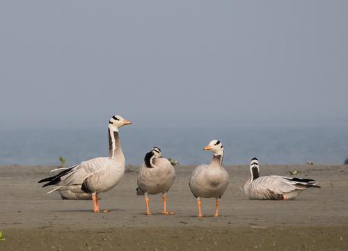 Bar-headed Goose