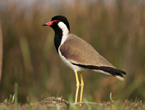 Red-wattled Lapwing
